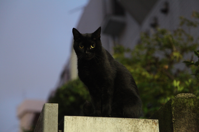 シャノアール