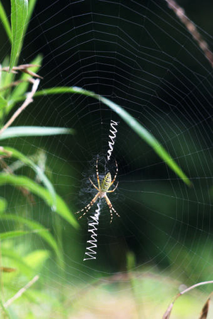 クモの巣・ｗｅｂ・自然・ネイチャーフォト