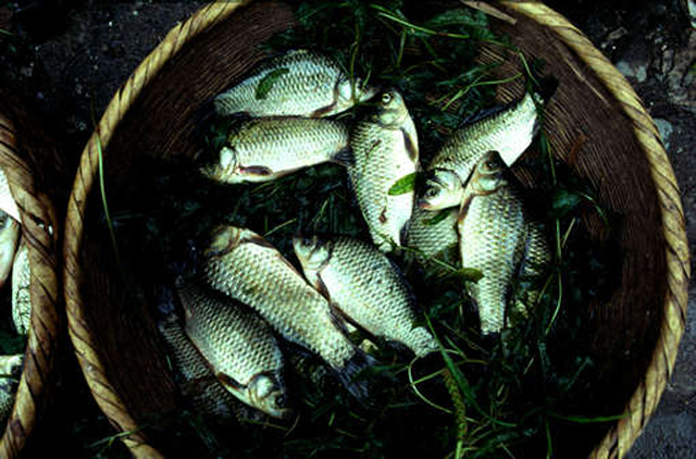 中国　雲南省大理　市場で売られる魚。